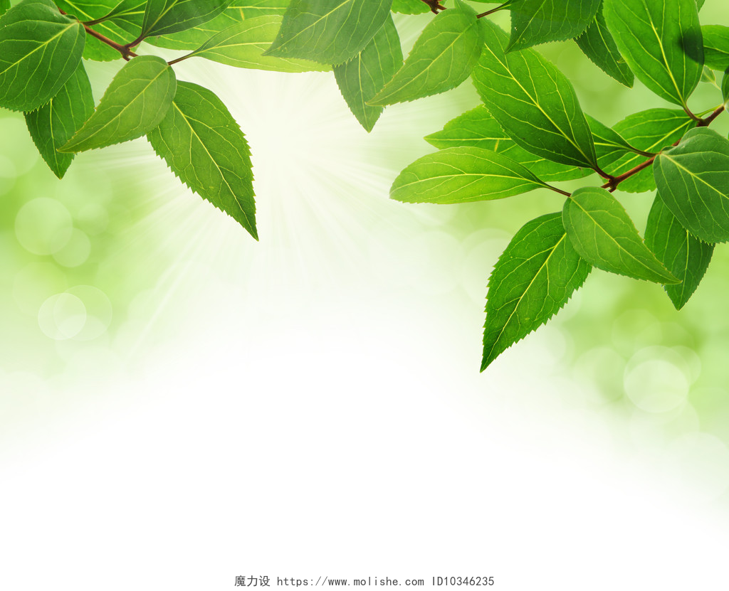白底绿色的树枝绿叶藤曼植物绿色的树叶边框与副本空间